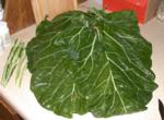 Some really large collard leaves