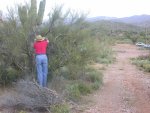 Paul removes standing dead wood from live palo verde