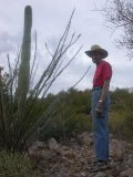 Paul pauses next to freshly blooming ocotillo at foot of youngish saguaro