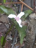 Even mostly white 'painted' trilliums are rare in Harcourt Park