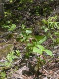 Red trilliums plentiful in May