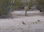 Quail 1: 'Come on guys! This looks promising!'