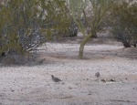 2nd female appears & males 'conferring' while 1st female 'twiddles her thumbs'? And dove moves in closer.