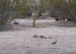 One pair picks at the scraps - not typical quail food