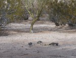 Dove waiting it out while 2 quail pair nibble at scraps