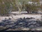 Rabbit & ground squirrel seemed overwhelmed with number of quail