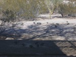 Rye flakes have attracted a number of quail