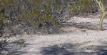 Close-up of blurred quail fleeing
