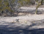 Female quail has a nibble of cauliflower leaf while male looks over larger pieces