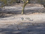 Male returns after few minutes having eaten all 'his'