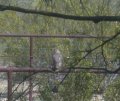 Hawk on corral had just been on back patio railing