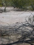 Remaining mesquite leaves are apparently worth the crawl out on little limb