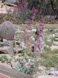 Parry's Beardtongue in our front yard spread by runners - and seed in the foreground