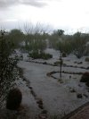 Our desert plantings surrounded by hail covered ground, including young Australian bottle tree