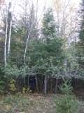 Paul is removing some of the branches of another evergreen to be removed