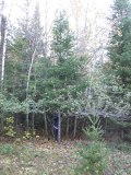 Paul has sawed partly through and pushes on the largest of evergreens to be removed