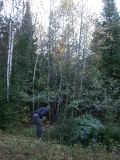 Large lower branches removed from felled large evergreen