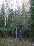 Final task was to leave trunk of removed tree as a support for gangling apple tree during the winter