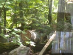 The red head crest of the woodpecker can be seen on right side of birch log; curtain reflections are from front windows