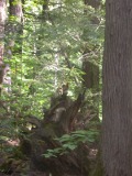 Red/gray squirrel makes use of same tree stump later the same day