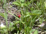 The first ripe berry in this cluster