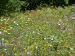 Orange devil's paintbrush are a sure sign of wild strawberry plants