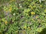 Numerous strawberry plants but only a couple have any ripe yet