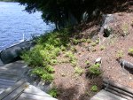 Lots of sunlight allows blueberry bushes below birch stump to spread