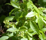 Closer view at unripe berries