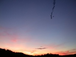 Canadian Geese flying south at sunset