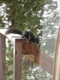 Less common black squirrel 'caught' leaving our front deck railing