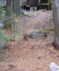 Red fox hurries up incline towards Susan's cottage