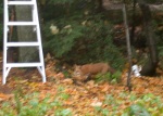 Red fox in our yard for 2nd day in row