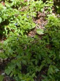 Close-up of our earliest ripe wild blueberries