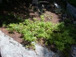 Same blueberry bushes on July 16 - start of wild blueberry season!