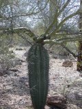 No, those branches are not sprouting from the saguaro
