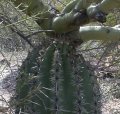 The saguaro is actually pushing on the branch