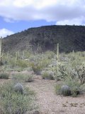 No lava hillside beginning for these 3 young saguaros