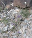 Assortment of 5 different wild flowers