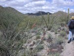 A little elevation and ocotillo began to be plentiful