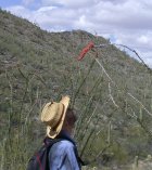 Paul got a pretty close look at this blooming ocotillo stalk