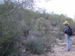 Hillside up from wash abounds in plants