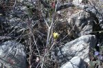 Likely a Shrubby Deervetch