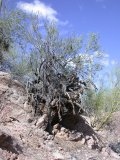 Ironwood roots greatly washed away