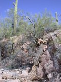 Saguaro on the edge lost it