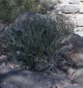 Lovely plant in a natural planter 'box'