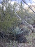 A young flower stalk on another agave