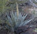 Agave flower shoots look like giant asparagus