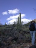 Taller flowering stalk (right in front of the saguaro)