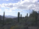 Agave with flower stalk looks regal among youthful saguaro